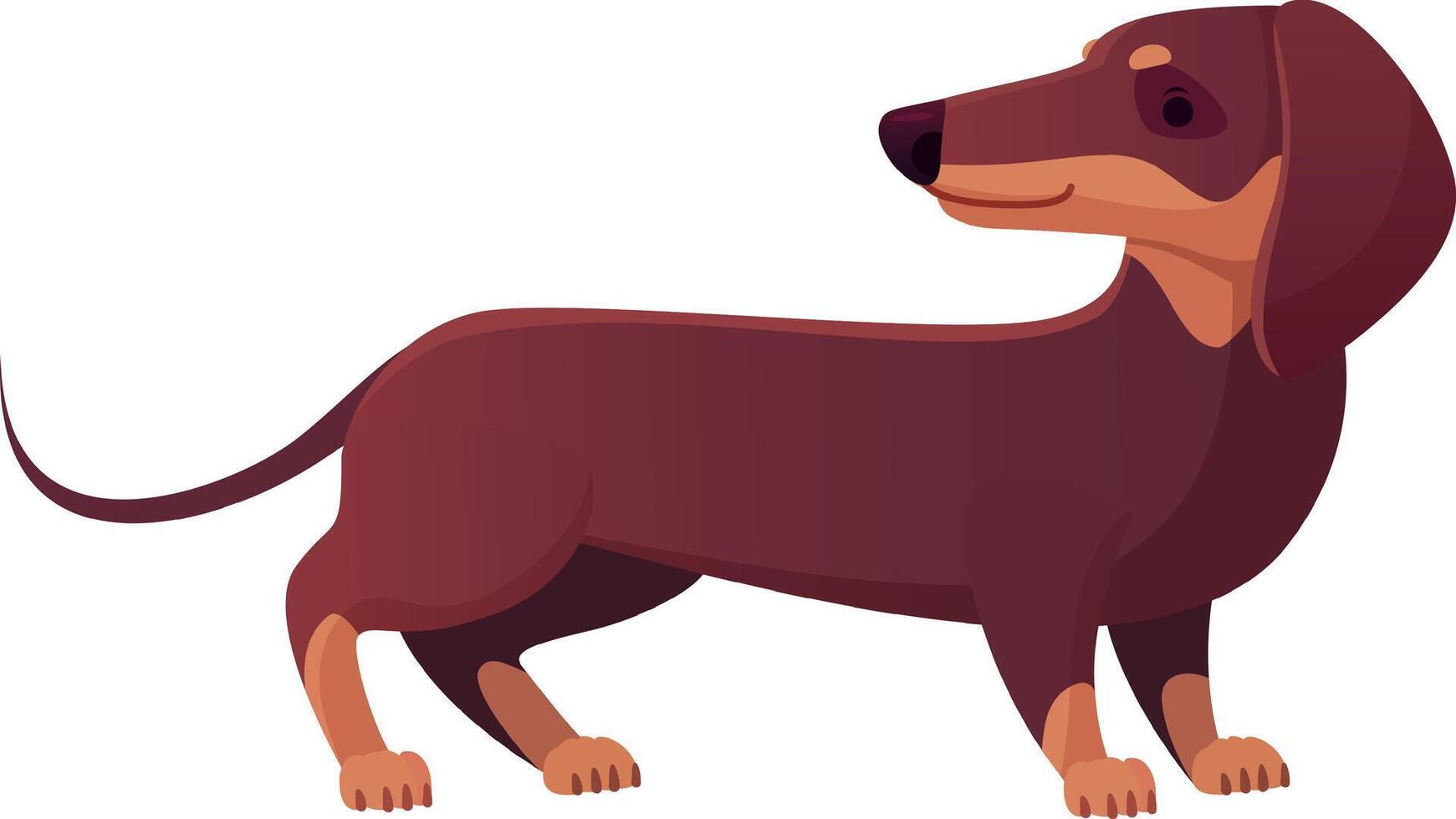 Cartoon style illustration featuring a brown dachshund standing and gazing to the right against a clean white background, highlighting its adorable and playful nature vector