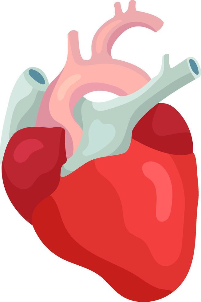 Internal organ responsible for pumping blood throughout the circulatory system, featuring realistic anatomical details of arteries, veins, and ventricles, essential for sustaining life vector