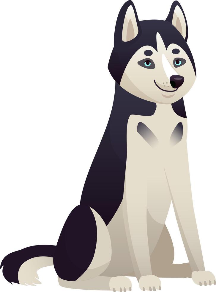 Friendly siberian husky dog sitting and looking forward, cute pet canine animal with fluffy fur, adorable purebred domestic companion, isolated on white background vector