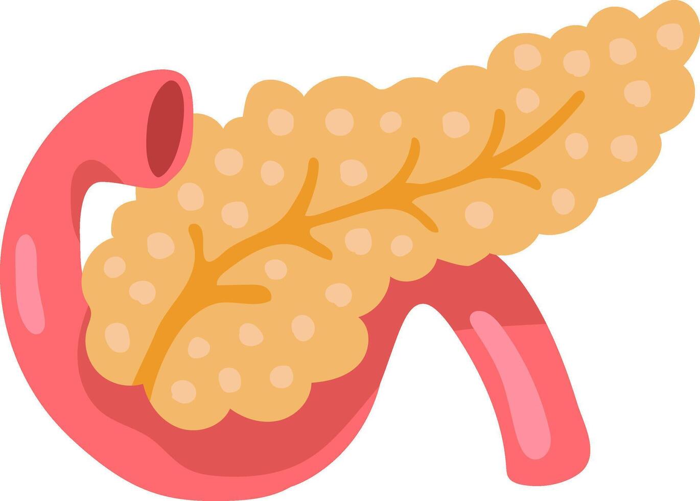 Pancreatic duct receiving digestive enzymes from exocrine glands, producing insulin and glucagon regulating blood sugar levels, playing crucial role in digestive system and endocrine functions vector