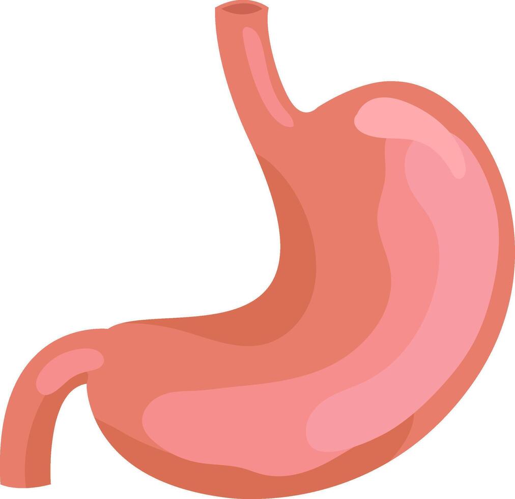 Realistic illustration of a healthy human stomach, highlighting the esophagus, duodenum, and its overall structure, set against a clean white background, useful for educational or medical purposes vector