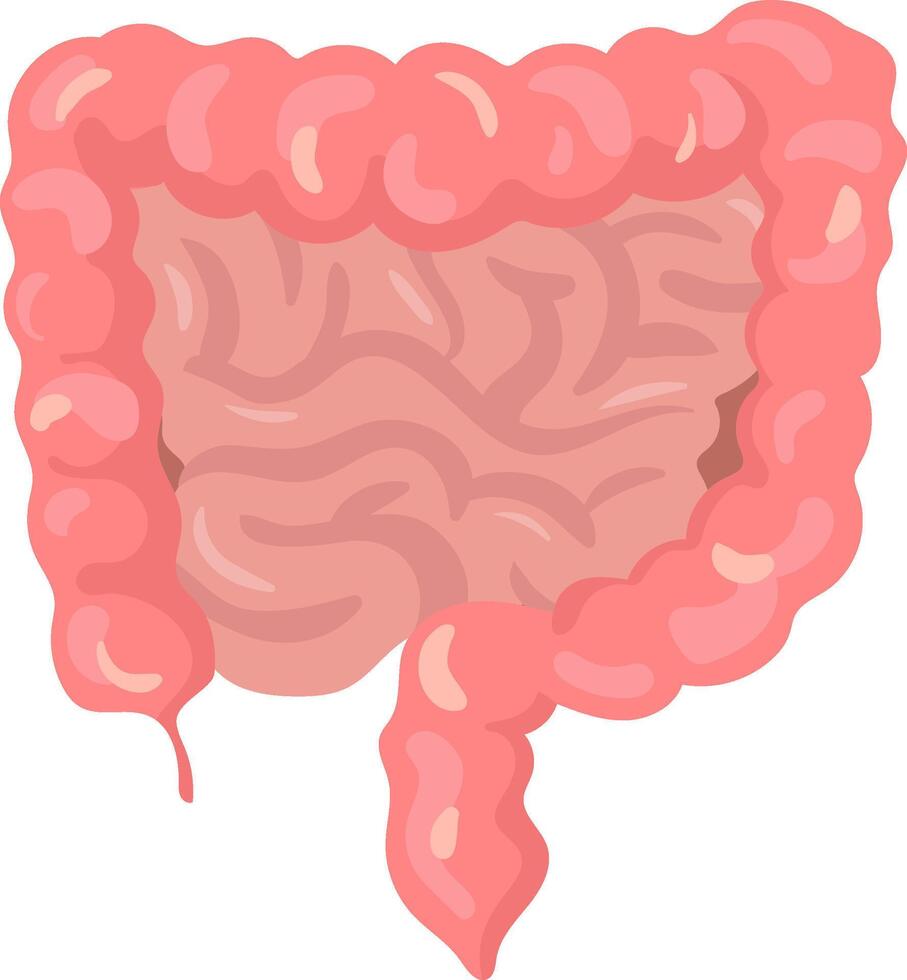 Realistic illustration of a healthy large intestine including the appendix, cecum, ascending colon, transverse colon, descending colon, sigmoid colon and rectum, isolated on white background vector