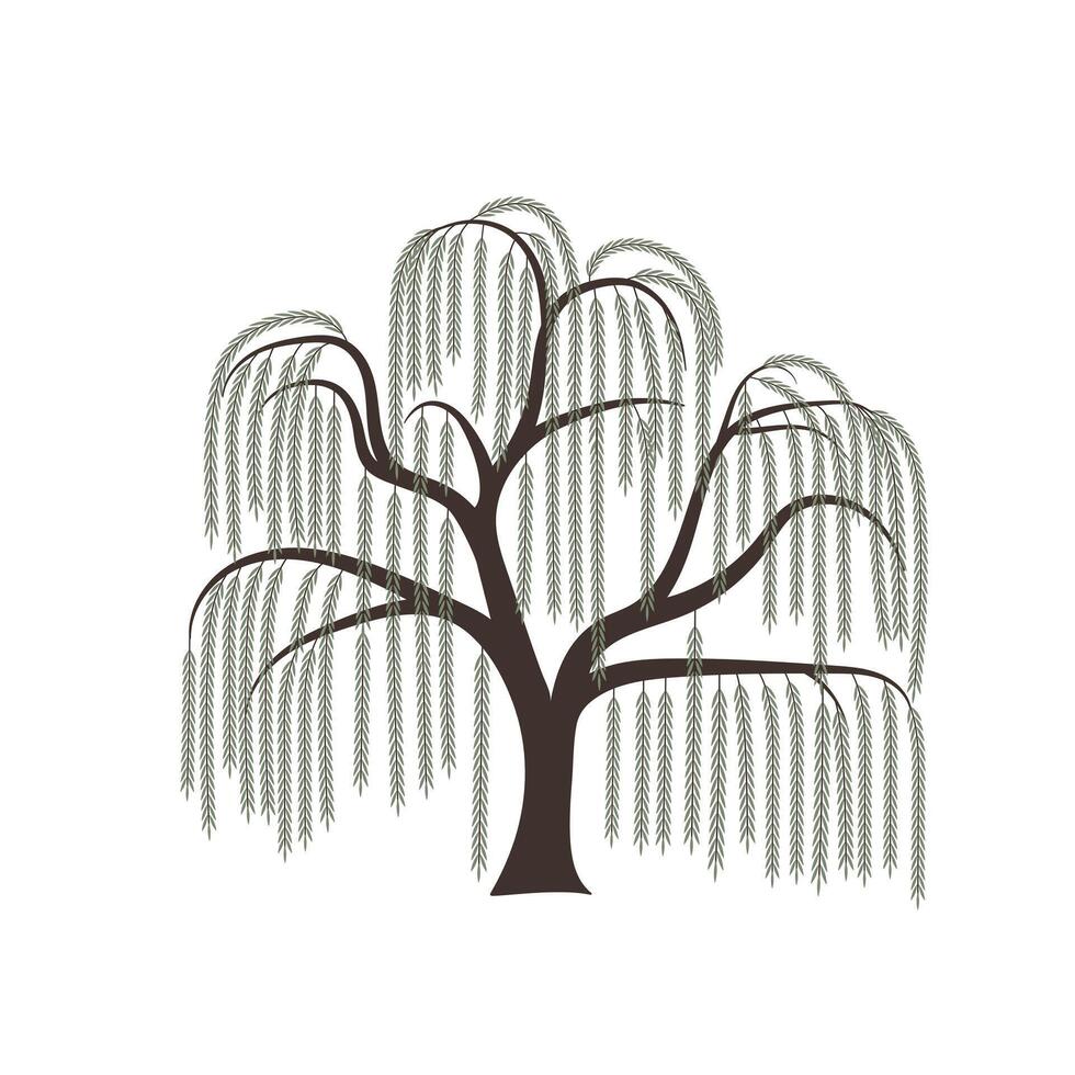 Peaceful Hanging Branch Willow Tree Illustration, Weeping Willow Tree vector
