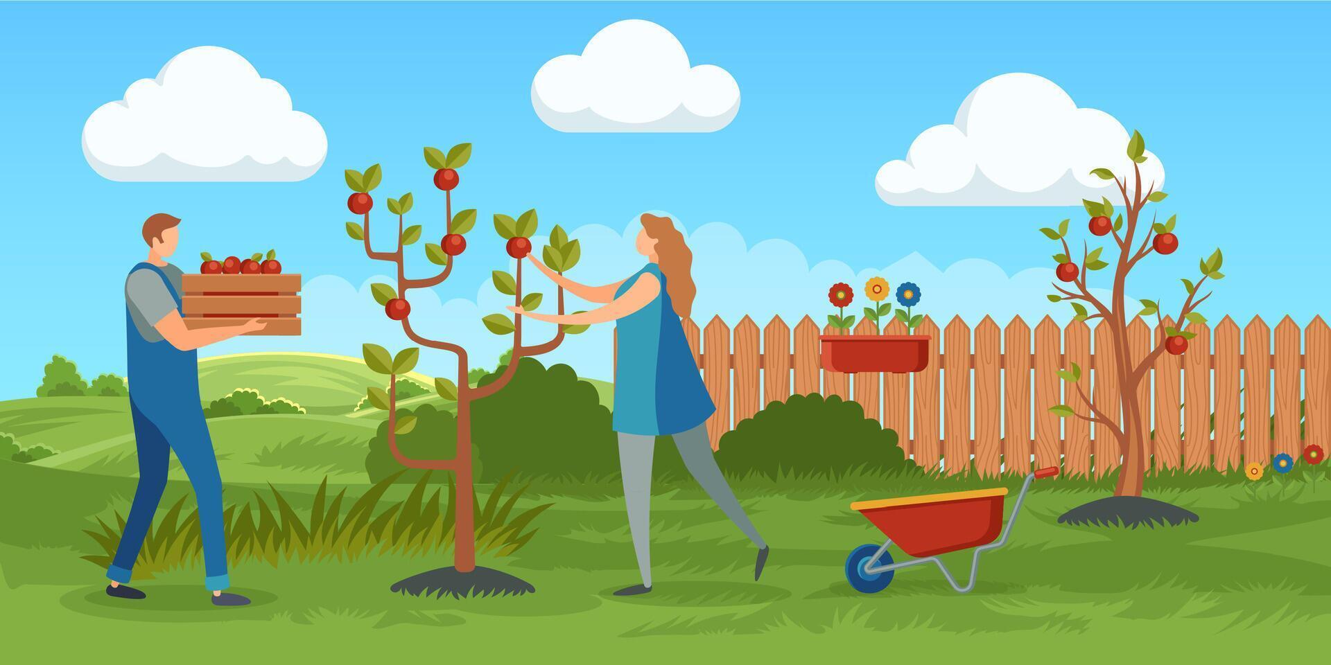 Woman picking apples from tree and man carrying wooden crate full of fruits. Harvesting in garden. Agricultural activities and seasonal work eco lifestyle. Cartoon flat style. illustration vector