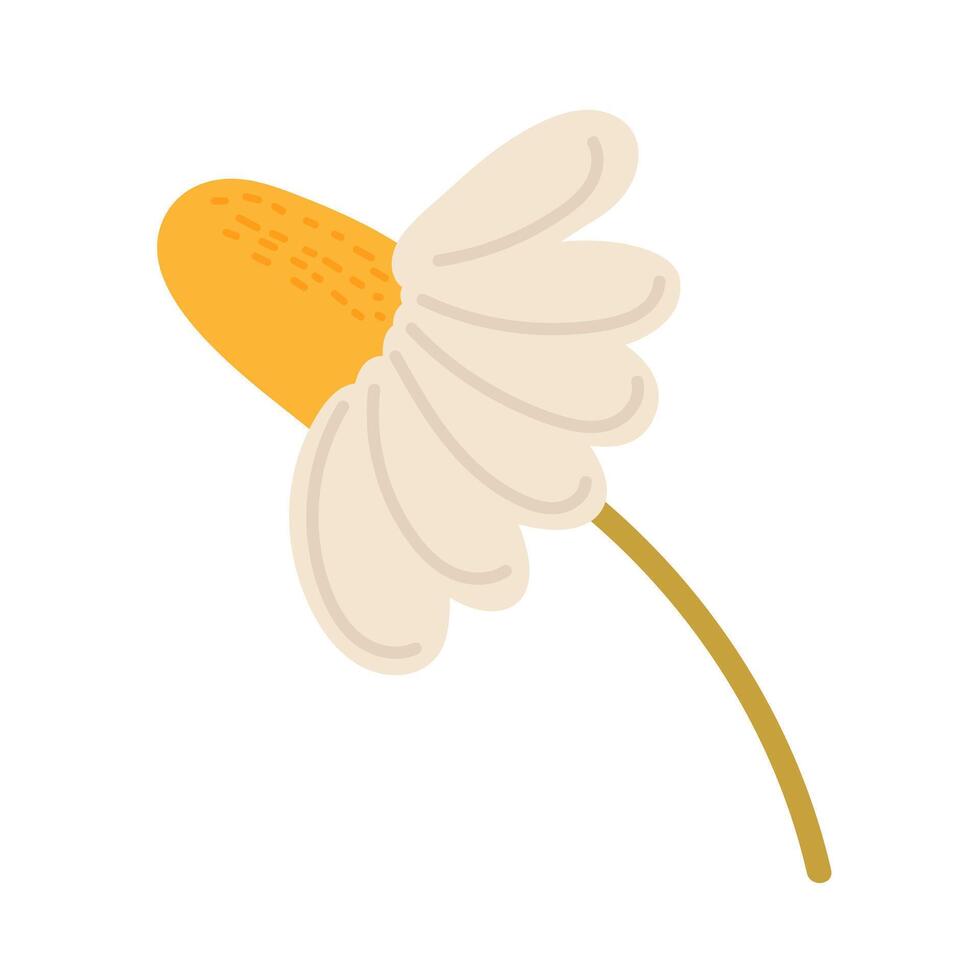 Bright and cheerful daisy flower illustration on a white background vector