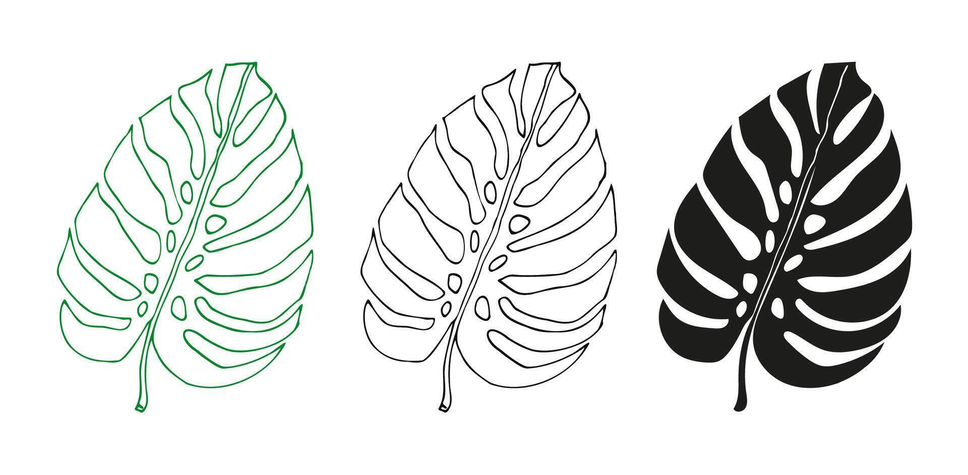 Monstera tropical leaves set vector