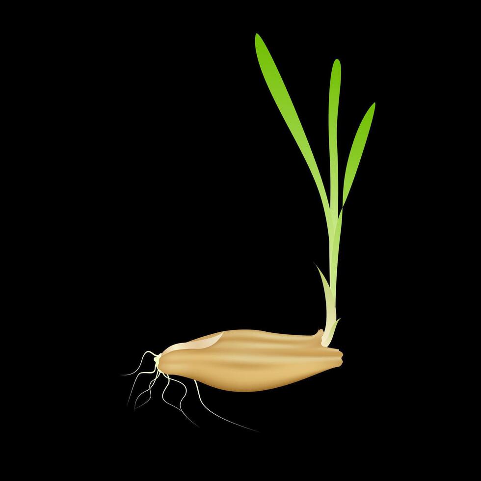 Green barley seedling emerging from seeds with roots isolated on black background. Plant rice growth genetic in cultivation agriculture industry. Realistic 3D illustration. vector