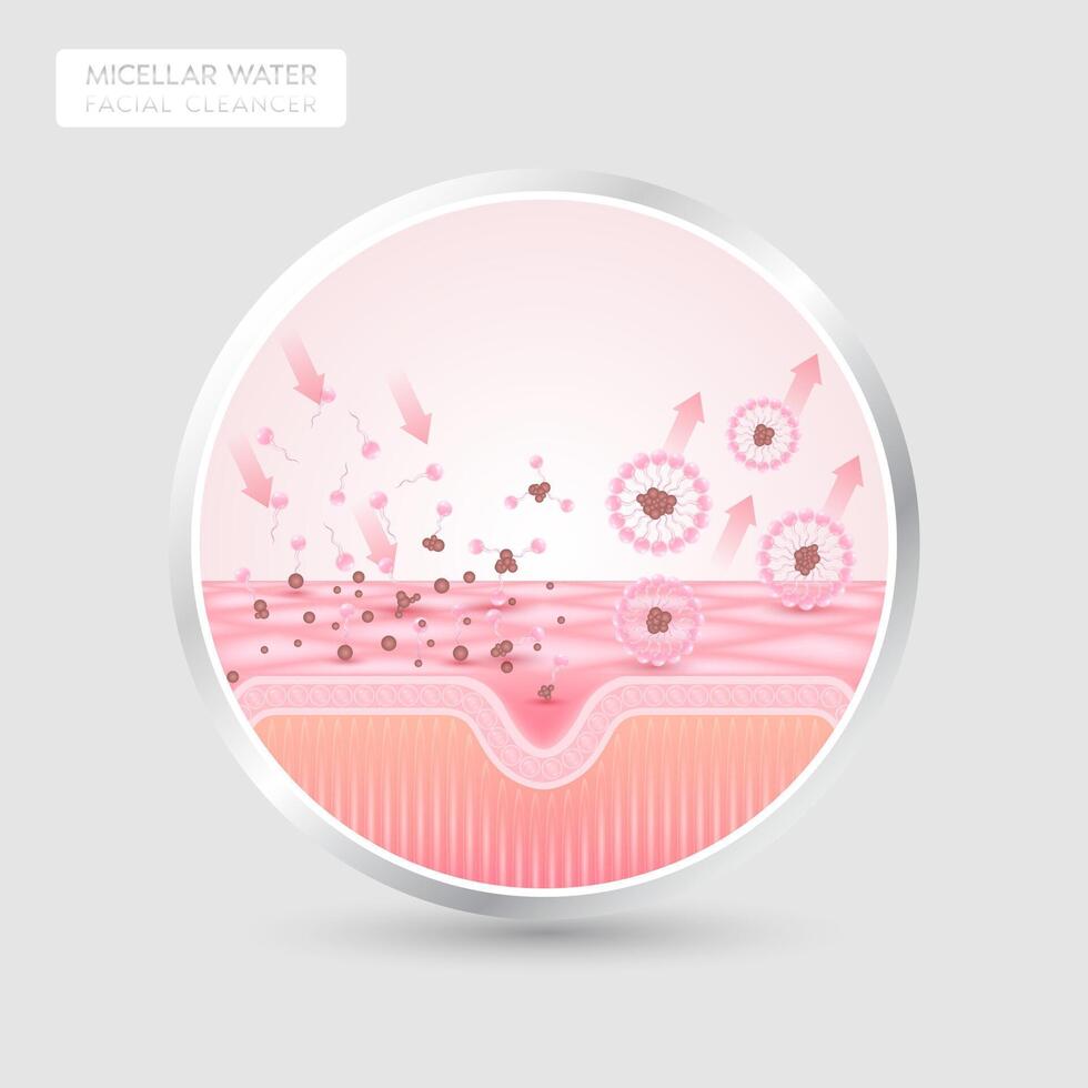 Product label for product face cleanser design. Remove makeup with micellar water. Sectional remove dirt on skin cell with surfactant. Cosmetics solution facial care pore cleaning. Isolated. vector