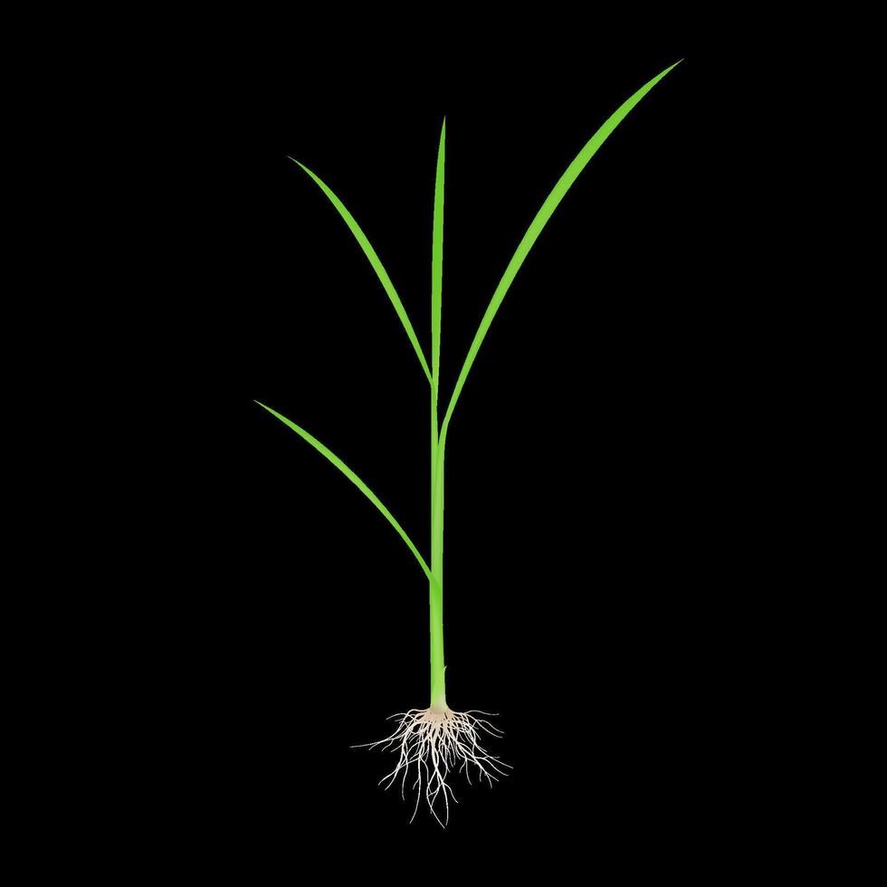 Rice seeds with stems green roots isolated on black background. Wheat growth. Realistic 3D illustration. vector