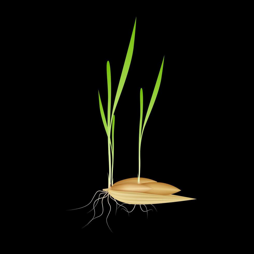 Green oats seedling emerging from seeds with roots isolated on black background. Plant rice growth genetic in cultivation agriculture industry. Realistic 3D illustration. vector
