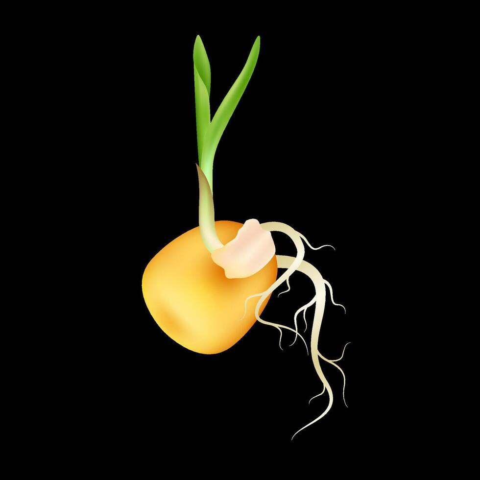Green corn seedling emerging from seeds with roots. Maize growth popular grain crop that is used for cooking or processing as animal food. Use ads the agricultural industry. vector
