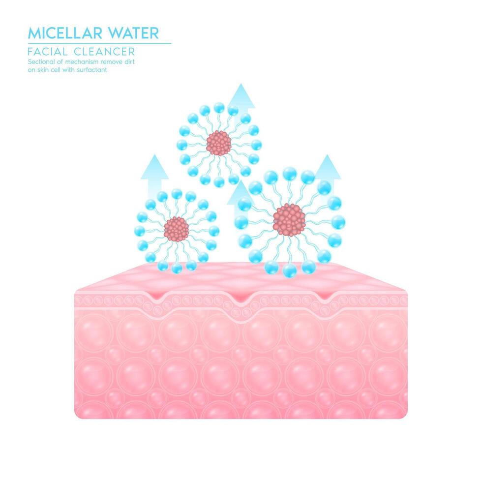 Sectional mechanism remove dirt on skin cell with surfactant. Micellar water drop on skin. Remove makeup with micellar. Cosmetics solution facial care pore cleaning. Face cleanser pure healthy. vector