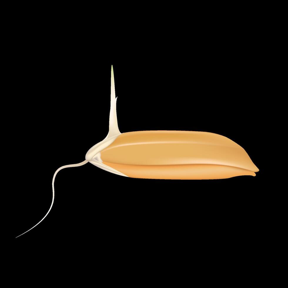 Rice seeds with stems green and root isolated on black background. Wheat growth. Realistic 3D illustration. vector