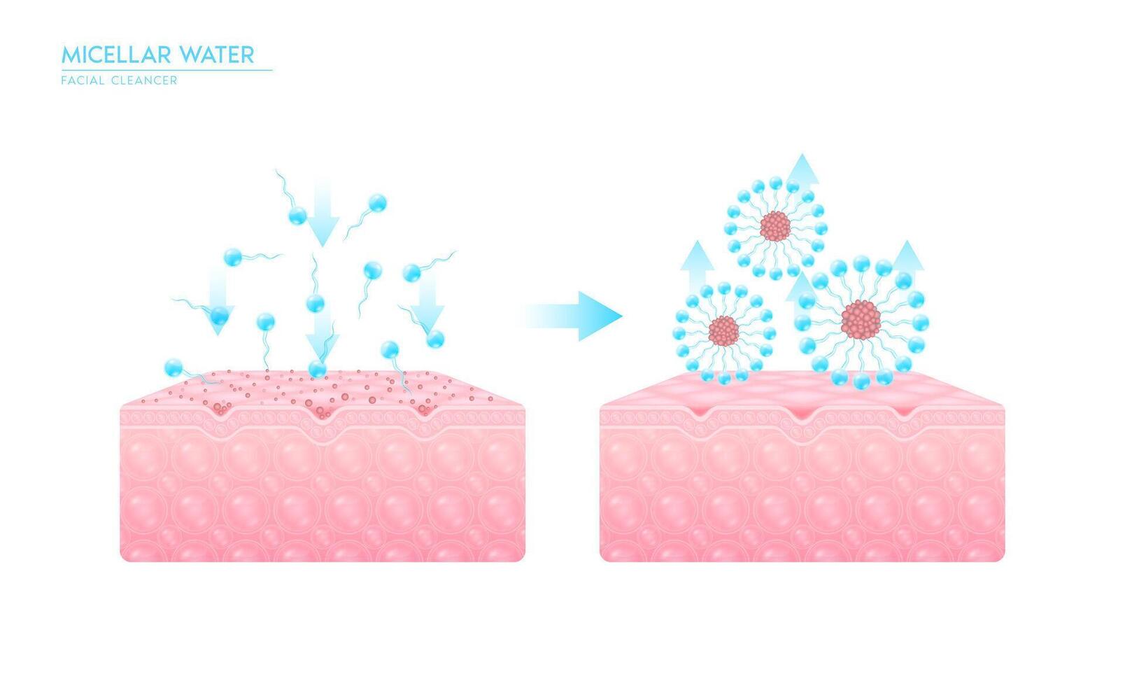 Micellar water drop on skin cell. Sectional mechanism remove dirt on skin cell with surfactant. Remove makeup with micellar. Cosmetics solution facial care pore cleaning. Face cleanser pure healthy. vector