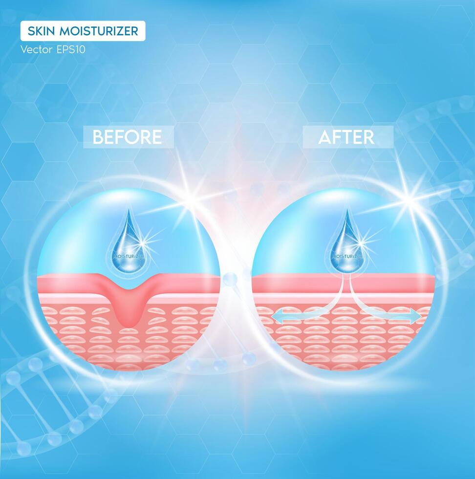 Moisturizer absorbed into the skin cell. Before and after. Getting skin younger with help of collgen hyaluronic acid. Skin solutions for cosmetic advertising. vector