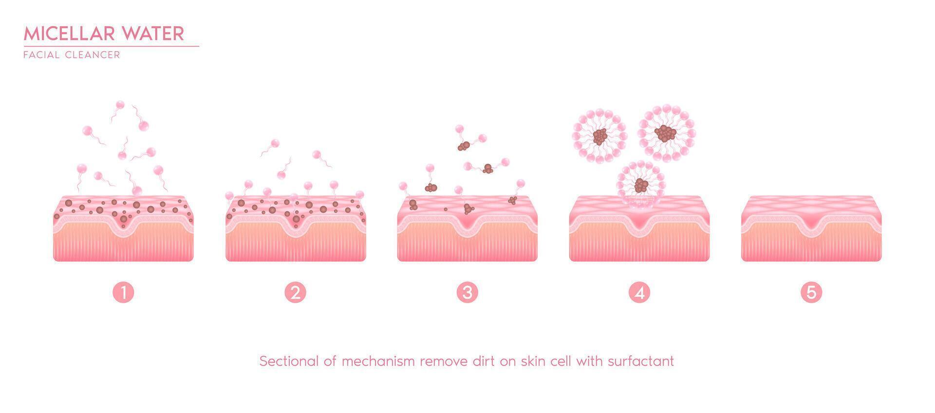 Sectional of mechanism remove dirt on skin with surfactant. Remove makeup with micellar. Face cleanser pure healthy. Cosmetics solution facial care pore cleaning with micellar water drop. vector