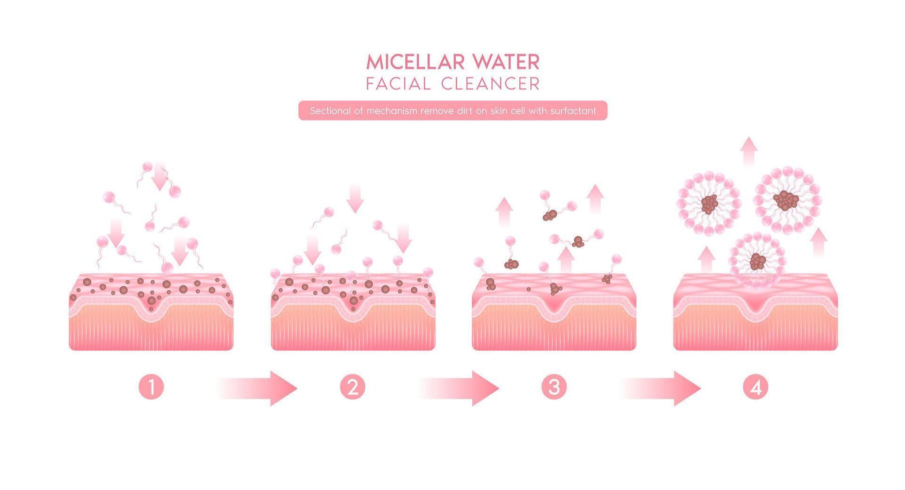 Sectional of mechanism remove dirt on skin cell with surfactant. Remove makeup with micellar. Face cleanser pure healthy. Cosmetics solution facial care pore cleaning with micellar water. vector