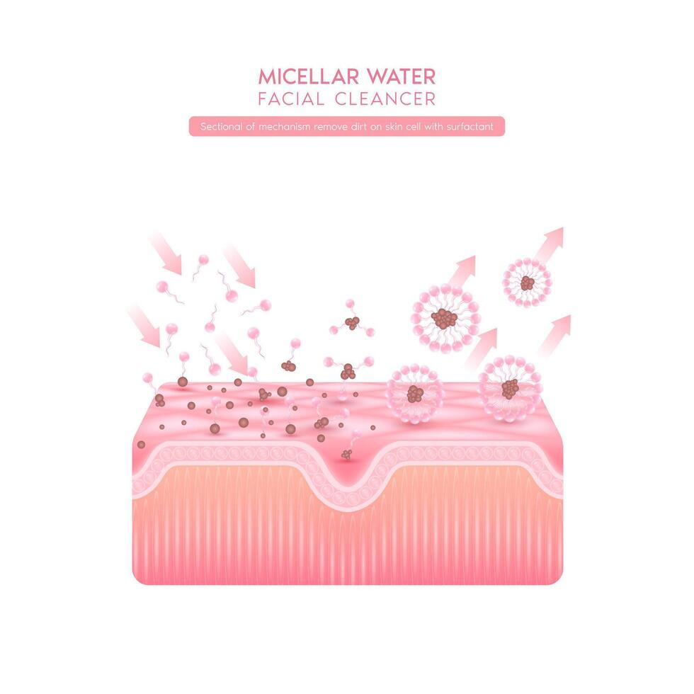 Remove makeup with micellar. Sectional of mechanism remove dirt on skin cell with surfactant. Cosmetics solution facial care pore cleaning with micellar water drop. Face cleanser pure healthy. vector