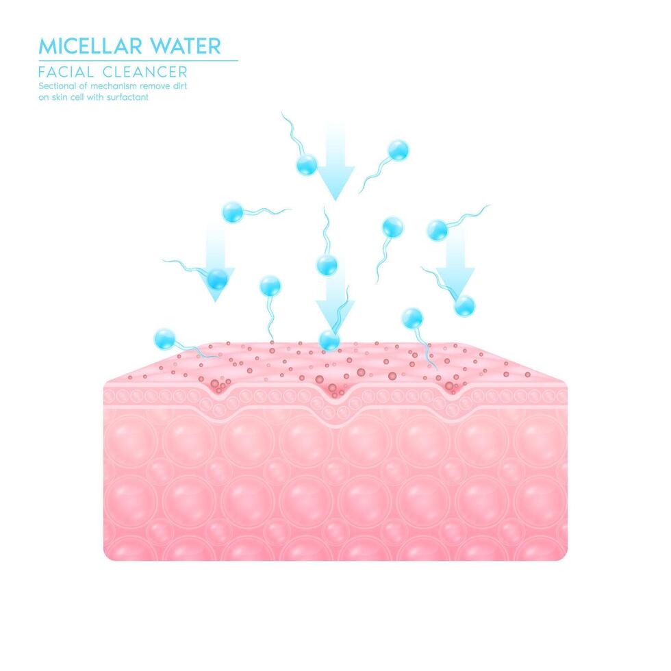 Sectional mechanism remove dirt on skin cell with surfactant. Micellar water drop on skin cell. Remove makeup with micellar. Cosmetics solution facial care pore cleaning. Face cleanser pure healthy. vector