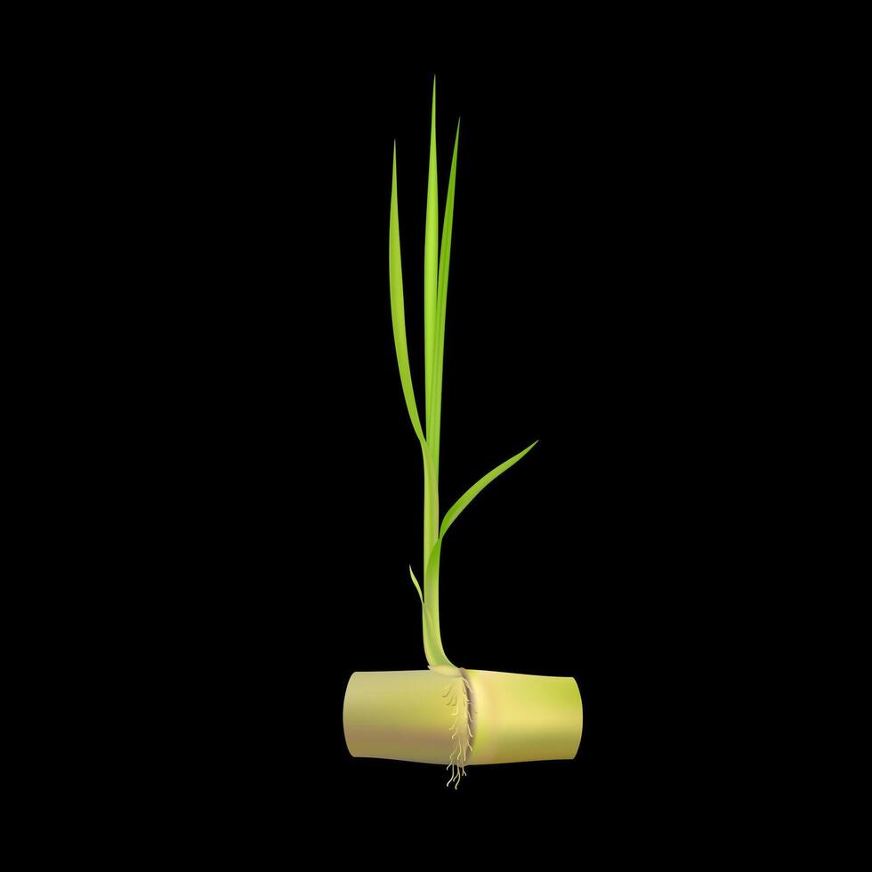 Green sugarcane seedling emerging from stem with roots isolated on black background. Plant growth in cultivation. Cash crops in the agricultural industry. Realistic 3D. vector