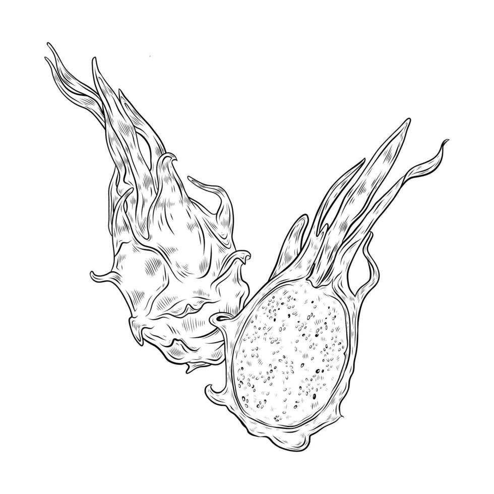 graphics composition with dragon fruit. Exotic fruit pitahaya, dragon fruit illustration. Hand drawn graphics of exotic food, exotic fruits. Design and decoration of menu, packaging. vector