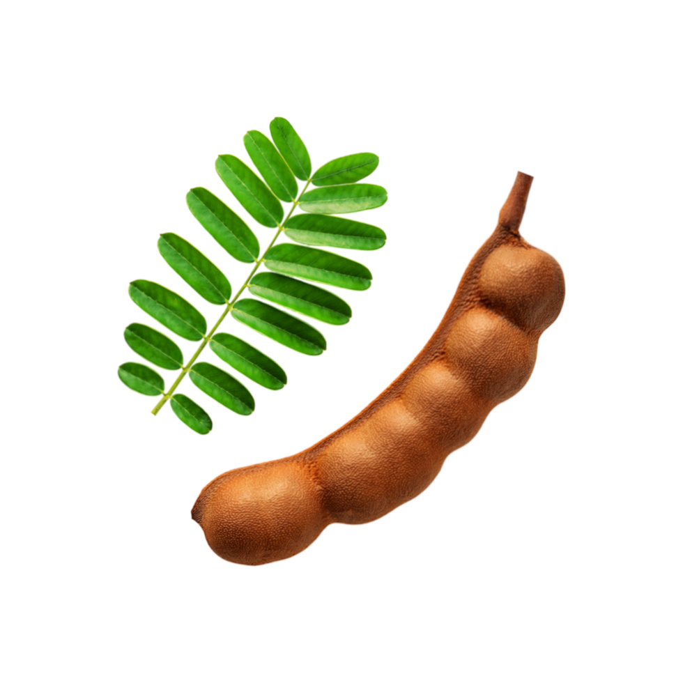 Fresh tamarind fruit with leaf on transparent background png