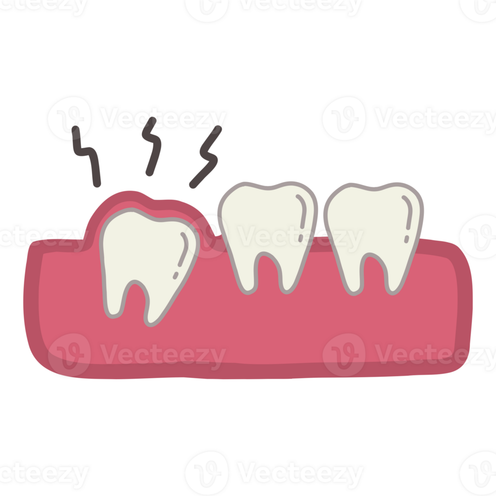 A tooth with gum png
