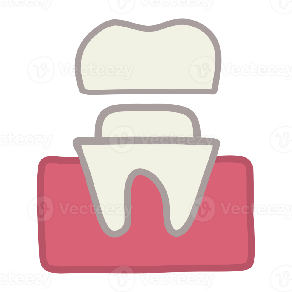 A tooth with a gum png