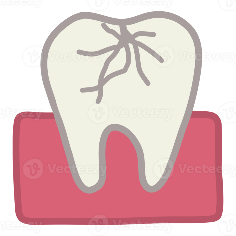 Roots of s tooth png