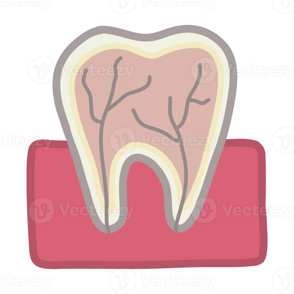 tooth with a root png