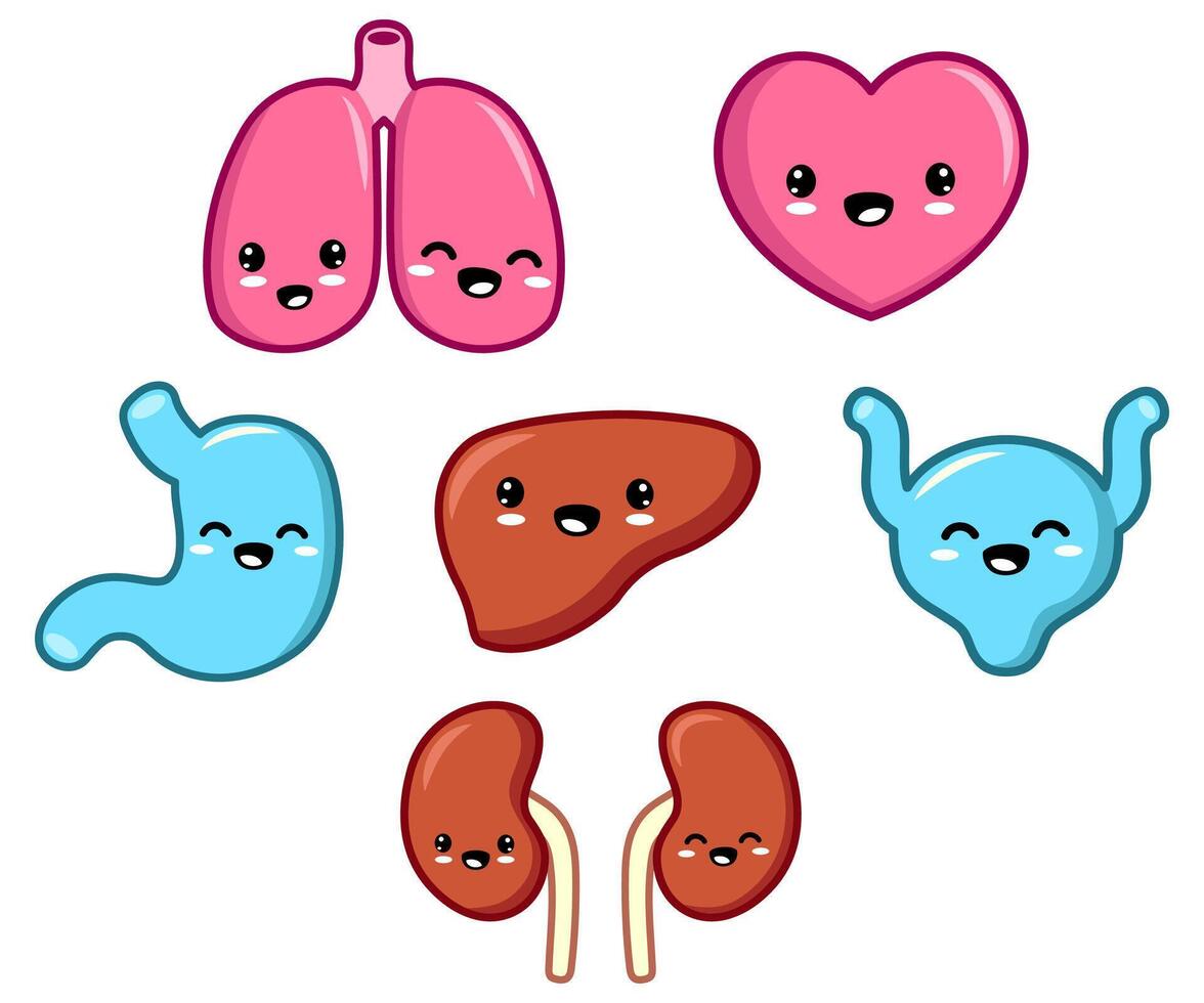 Human organs cute characters smiling heart, lung, bladder, liver, stomach illustration vector
