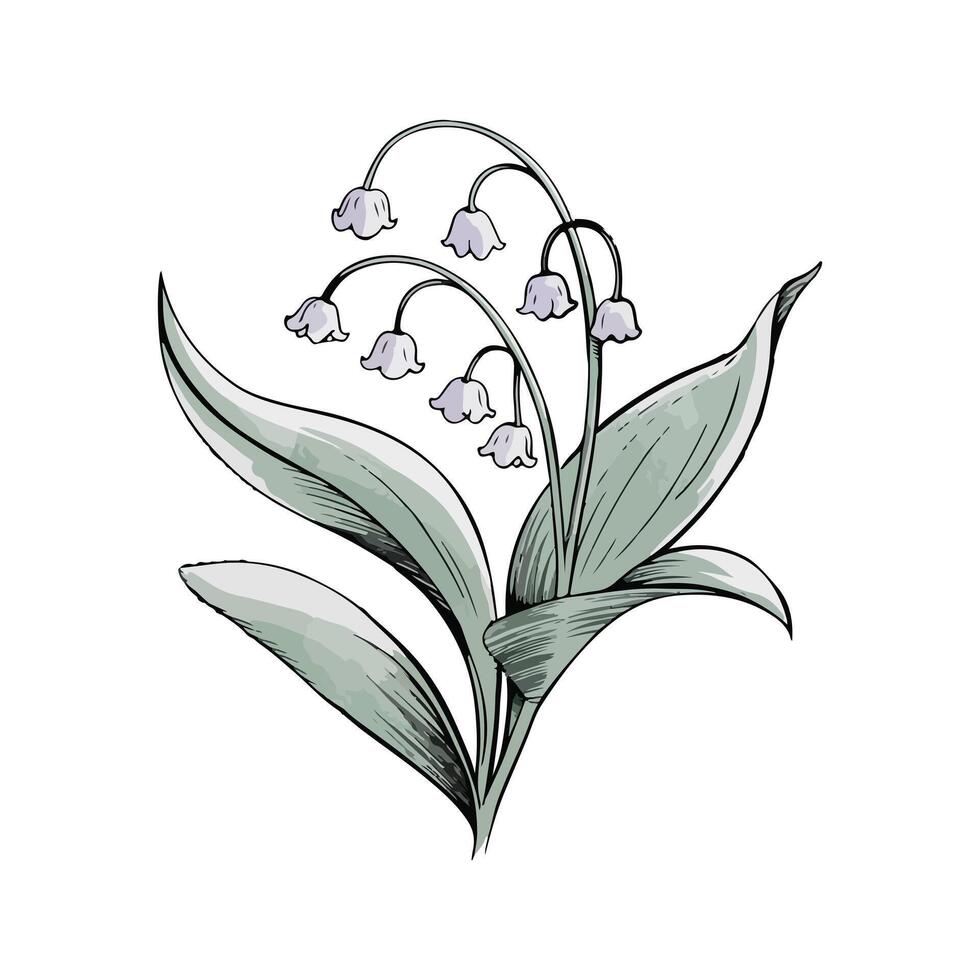 Calm Lily Cluster With Leaves vector