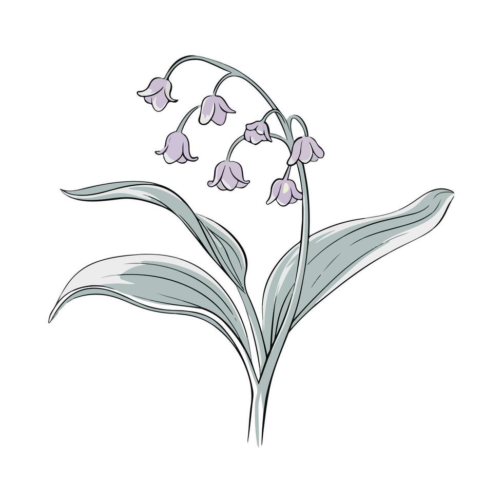 Sketchy Lily Of The Valley vector