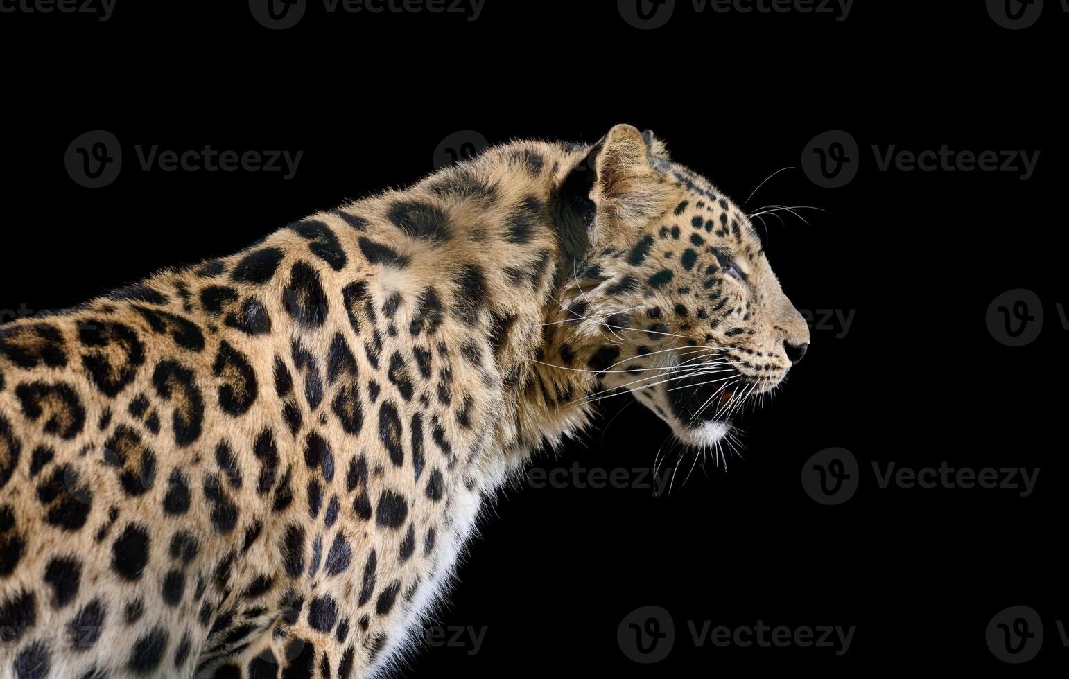 Powerful spotted leopard in profile against a black background. photo