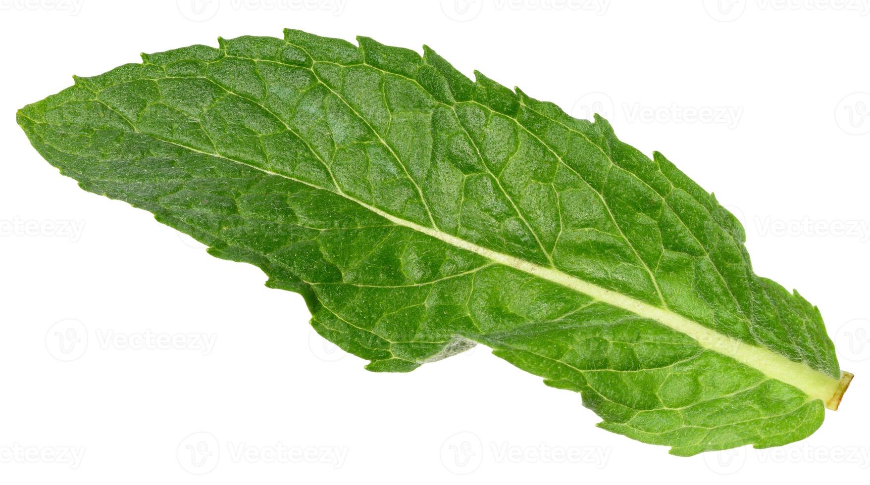 A single, green mint leaf with visible veins, isolated background photo