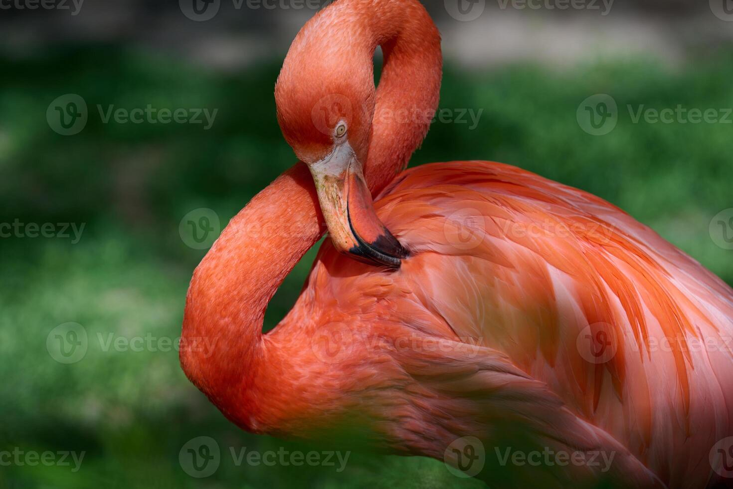 Close-up of a vibrant orange flamingo grooming its feathers in natural daylight. The bird's curved neck and detailed plumage photo