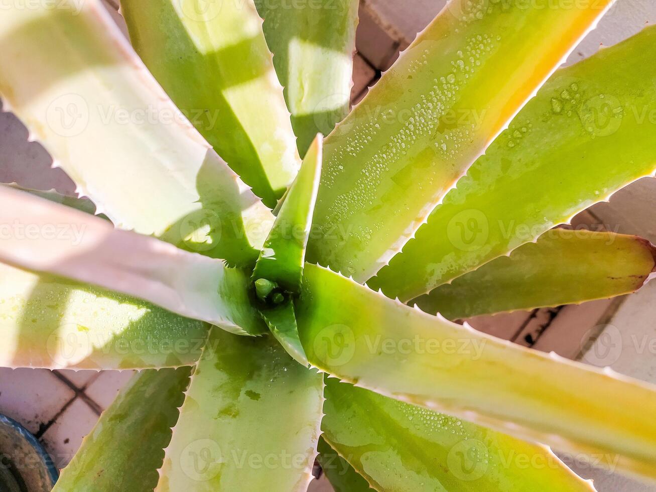 Vibrant overhead shot of an aloe vera plant, showcasing its succulent leaves glistening with water droplets. Perfect for beauty, health, or naturethemed projects. photo