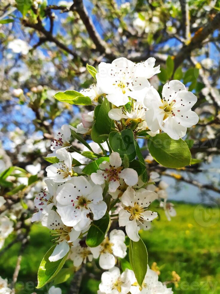 Delicate pear blossoms in full bloom against a vibrant blue sky. A symbol of spring renewal, growth, and new beginnings. Ideal for websites, blogs, and springtime marketing campaigns. photo