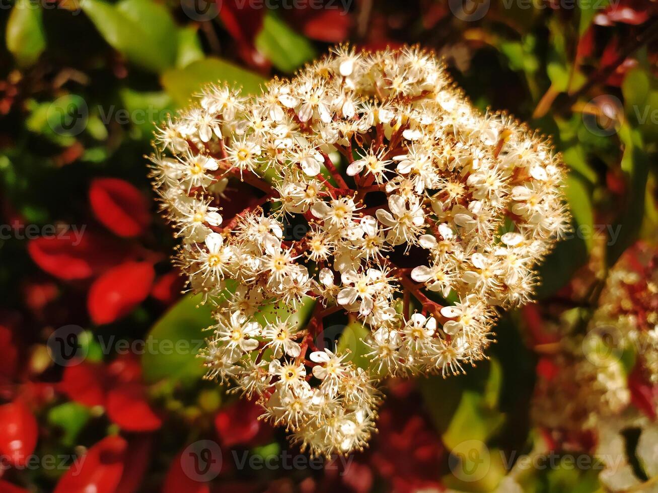 Closeup of delicate, creamy white flower cluster blooming amidst rich red foliage. photo
