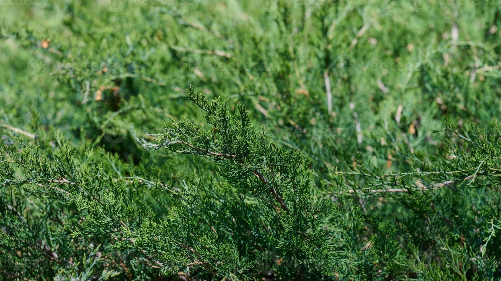 Green juniper shrub foliage close-up. Natural evergreen plant texture background photo