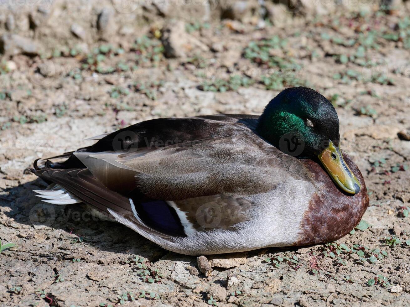 A male mallard duck with a distinctive iridescent green head, brown chest, and gray flanks is curled up and appears to be sleeping on dry, cracked earth photo