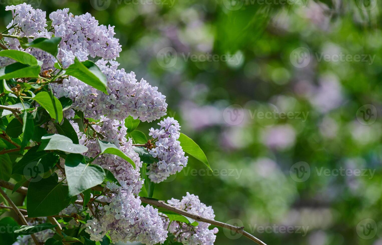 Clusters of purple lilac flowers Syringa vulgaris blooming in spring. photo