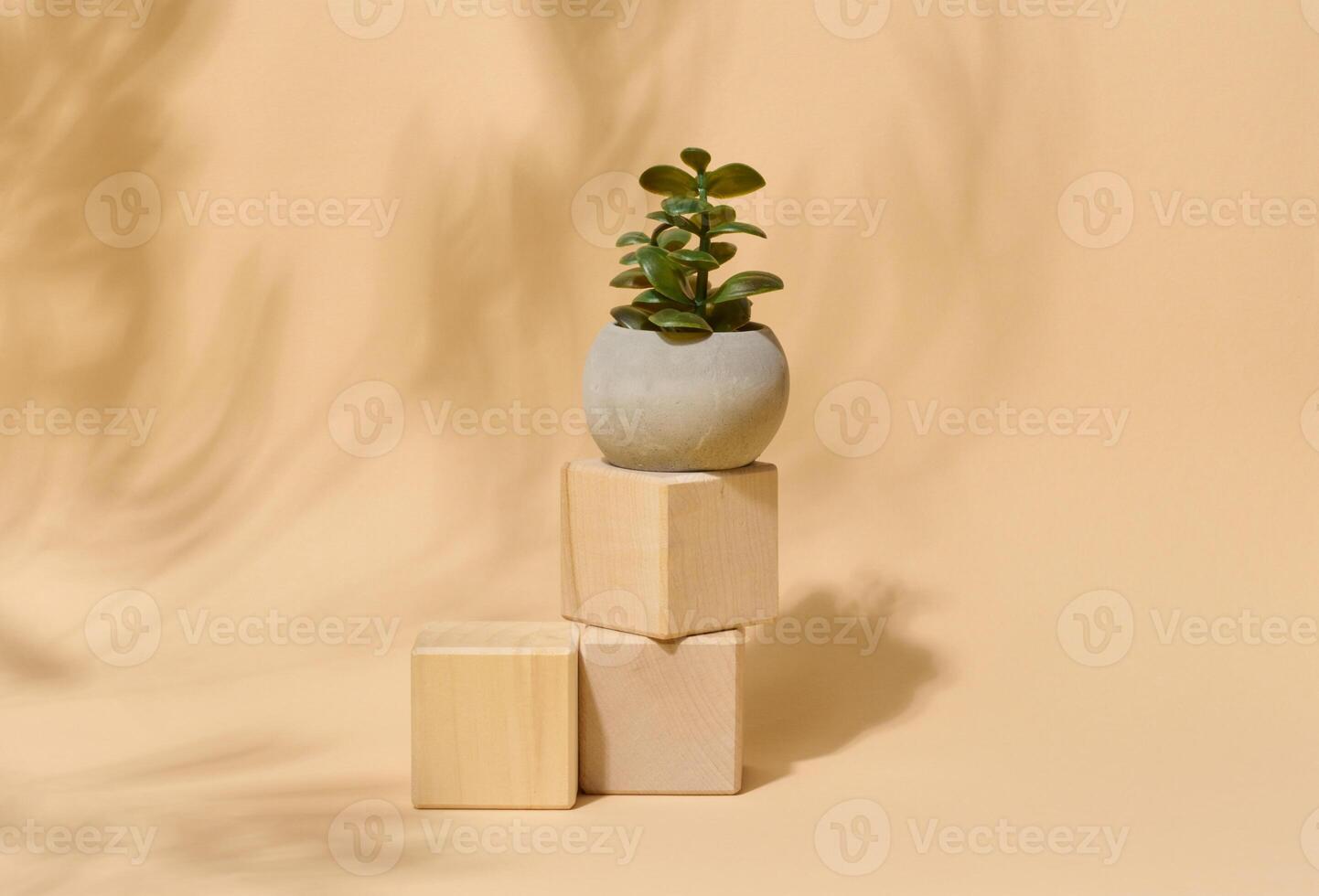 Small succulent plant in a grey pot on wooden blocks. Elegant minimalist composition with abstract leaf shadow on a beige background photo
