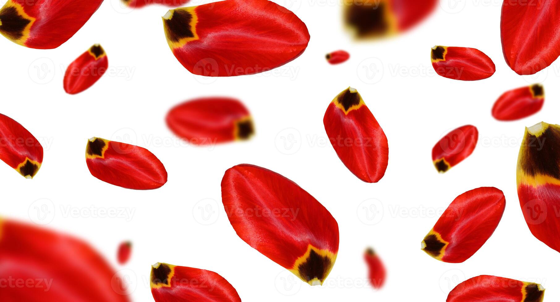Red tulip petals falling on isolated background photo