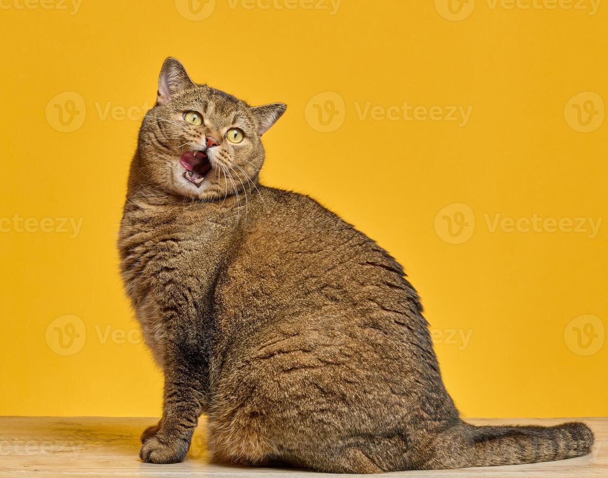 Cat with brown fur licks its lips against a yellow background. The cat's eyes are yellow, and its mouth is open, showing a pink tongue photo