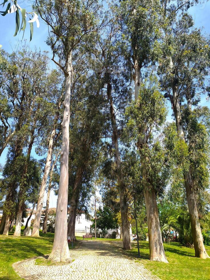 Serene path through a sundappled eucalyptus grove. Tall, slender trees create a natural cathedral of light and shadow, perfect for tranquility, nature, and peaceful escape themes. photo