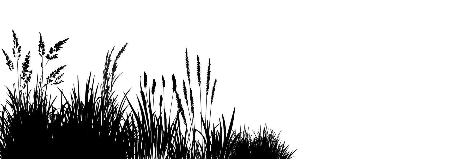 A black and white drawing of grass and reeds vector