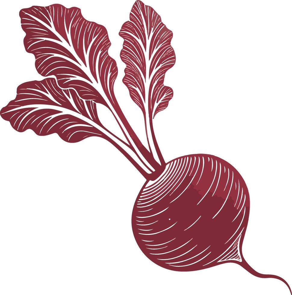 Cartoon illustration and outline in radish colors. Icon of a graphical root vegetable. vector