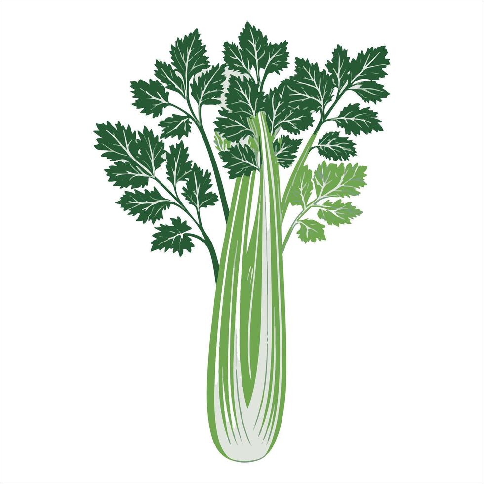 celery shoots that are green. Isolated graphic drawing on a white backdrop. vector