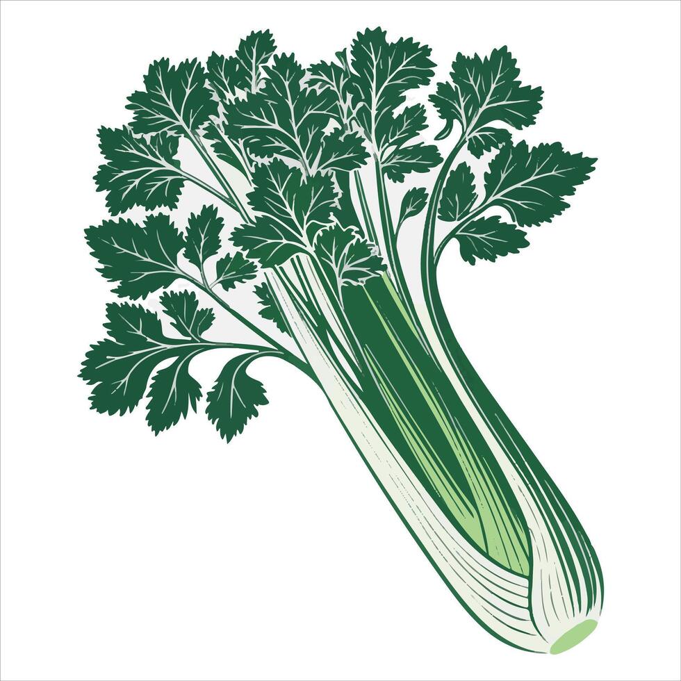 A fresh, green celery plant Harvest vegetables Celery stalks were grown in agriculture. vector